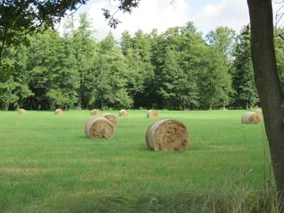 Landschaft_Wiese